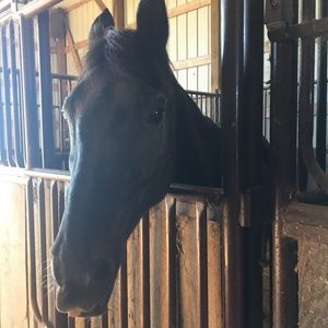 Meet your Posher, Molly